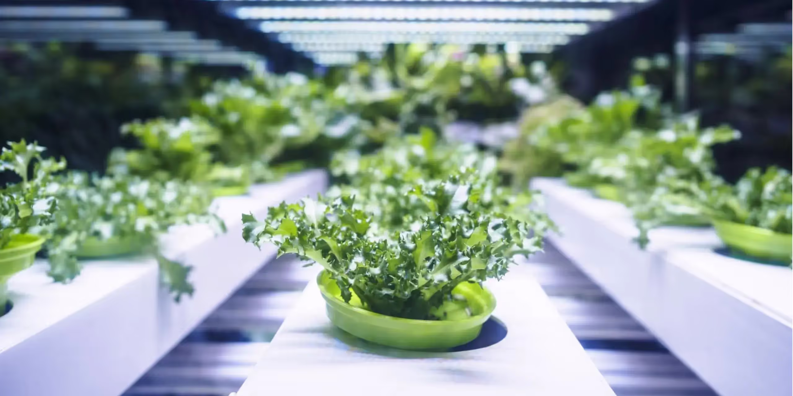 Indoor grown curly lettuce