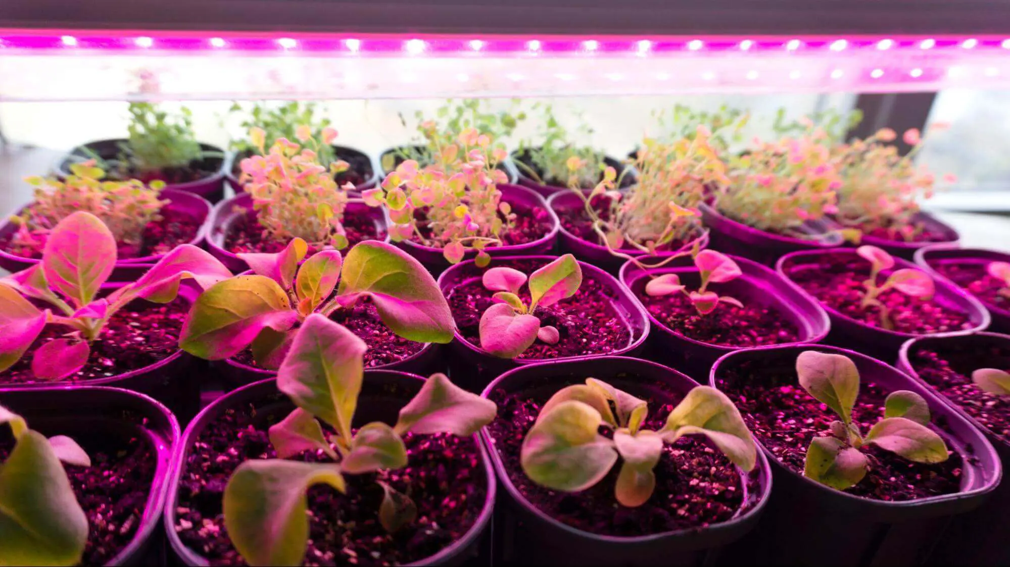 Botanicals grown under LEDs using crop steering