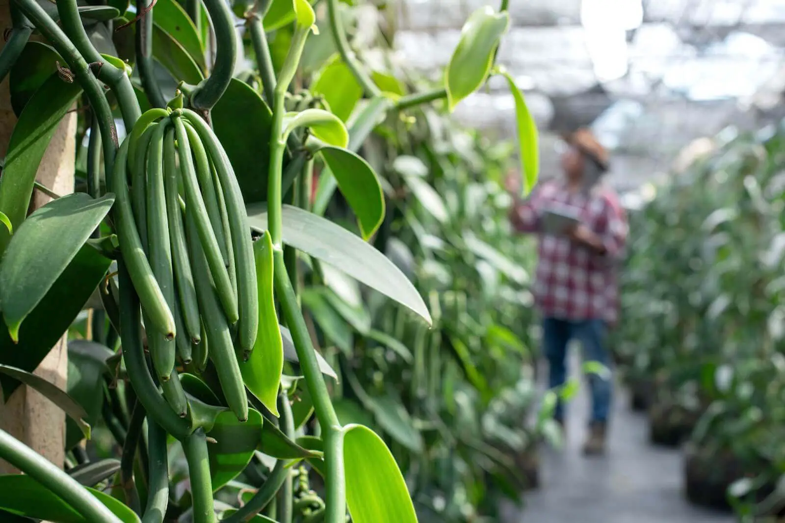 Vanilla crop grown using crop steering