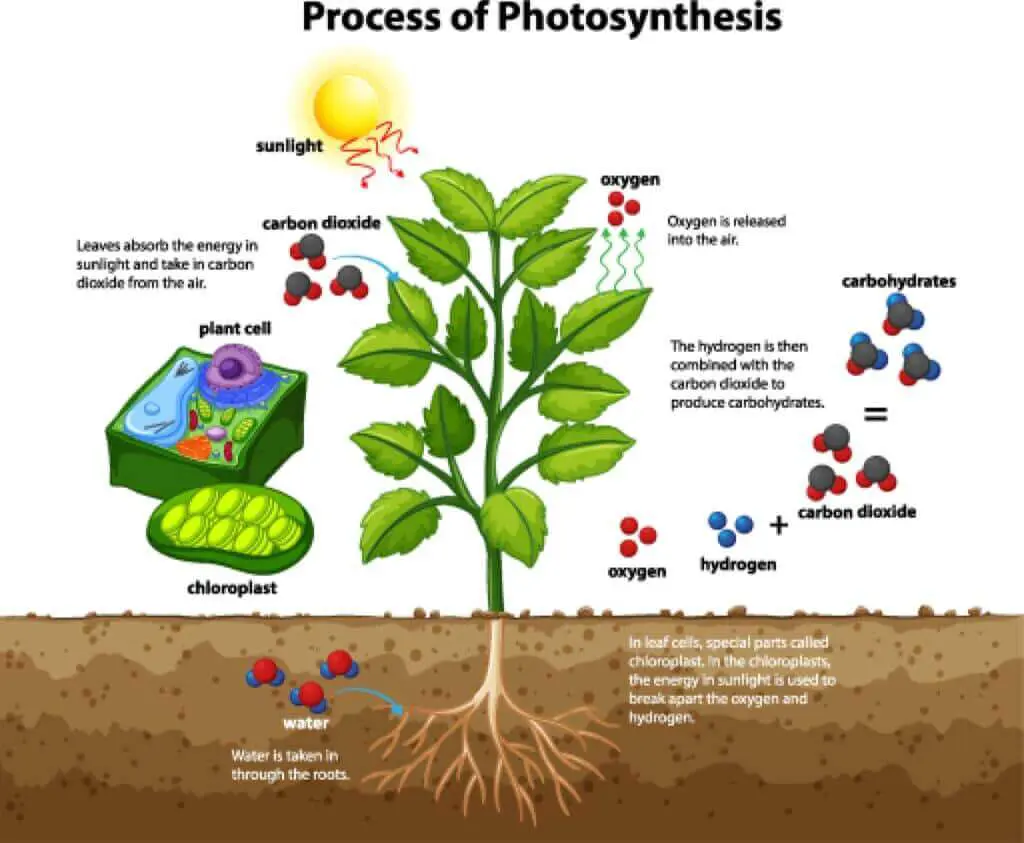 Diagram showing process of photosynthesis