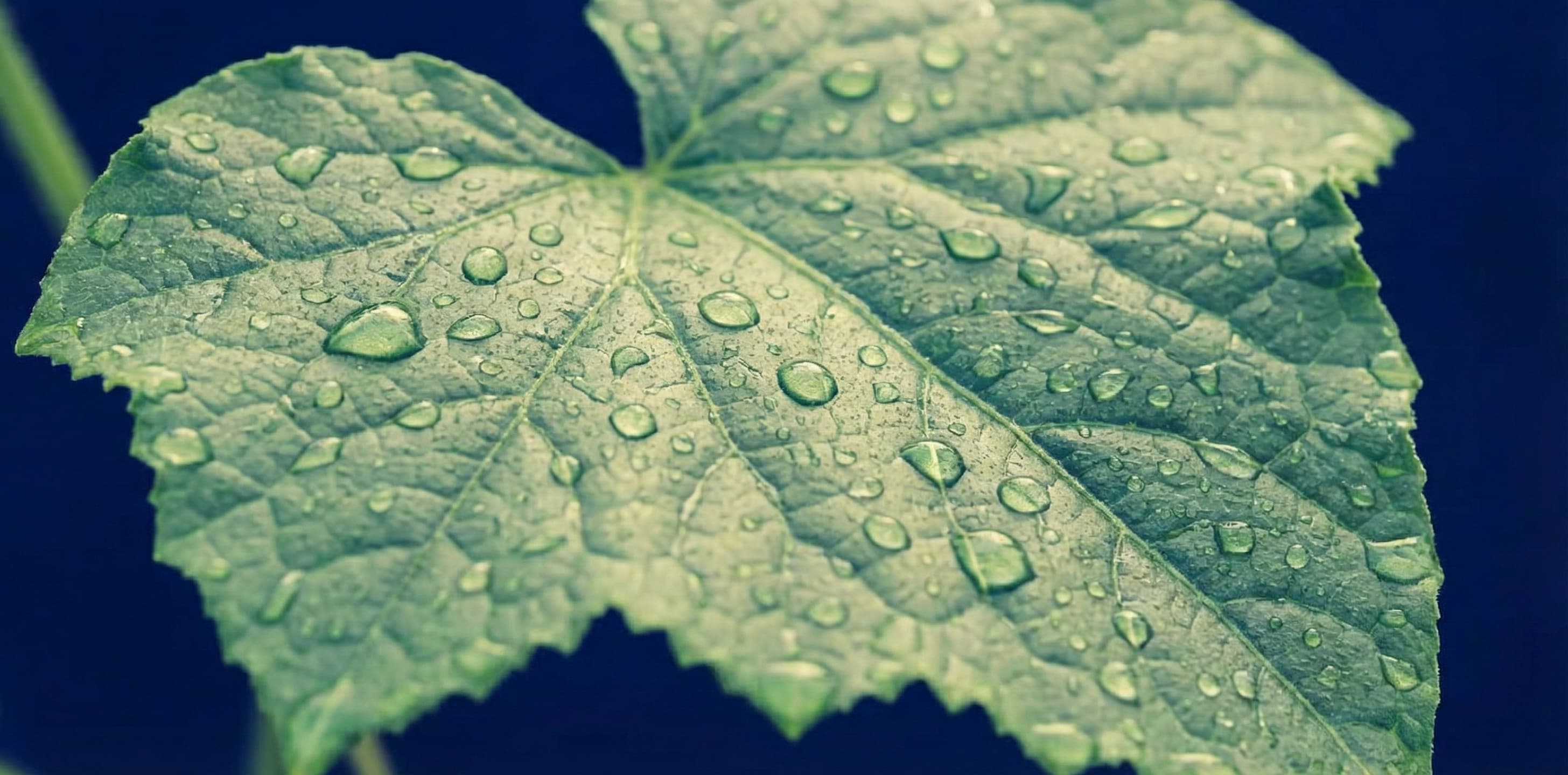 Leaf surface covered in dew that has formed due to poor envioronmental monitoring