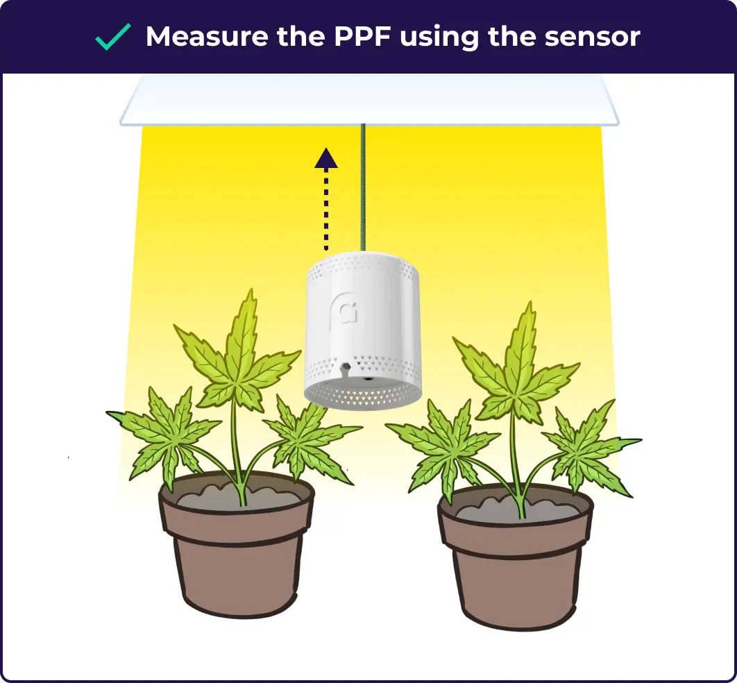 An illustration showing the grower where to measure the ppf in the grow room to dial in PPFD for flower.