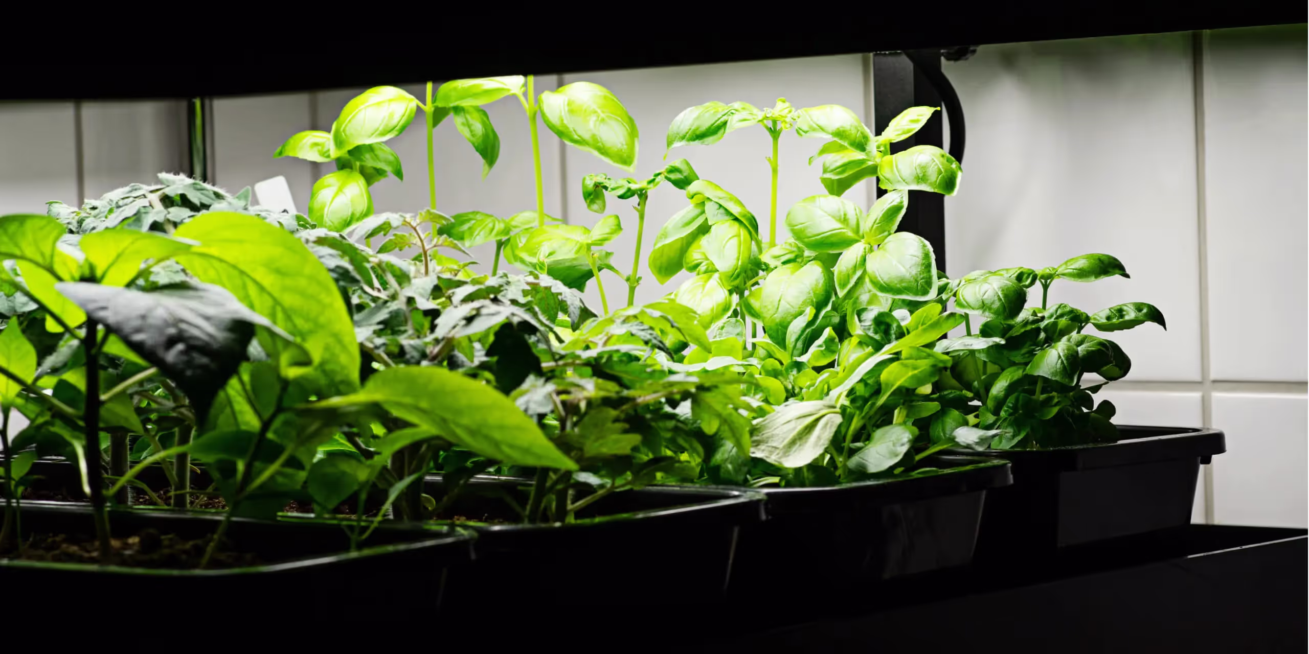 Young plants under a grow light in an indoor grow room.