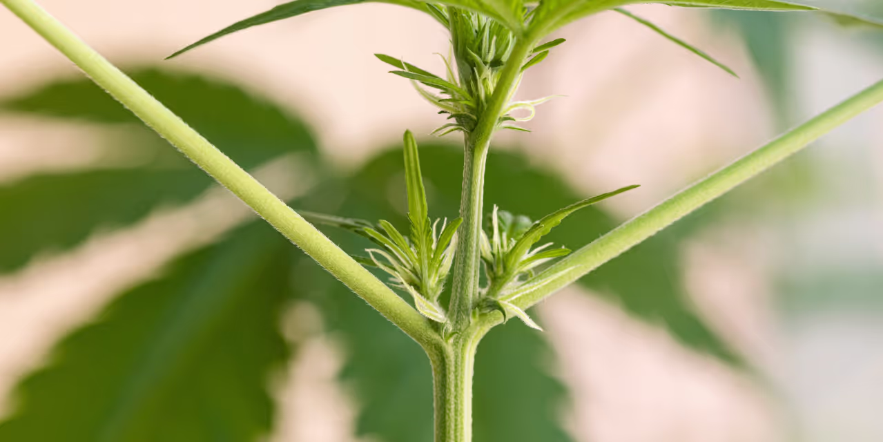 Early signs of female plant