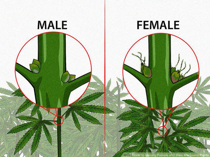 Diagram illustrating the differences between male and female plants. A male plant shows balls, the female has pistils