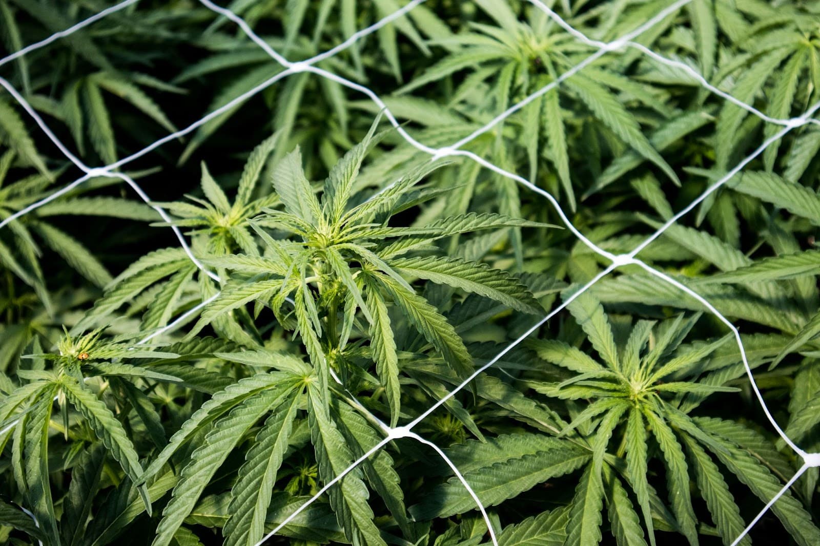 female cannabis growing through a scrog net.