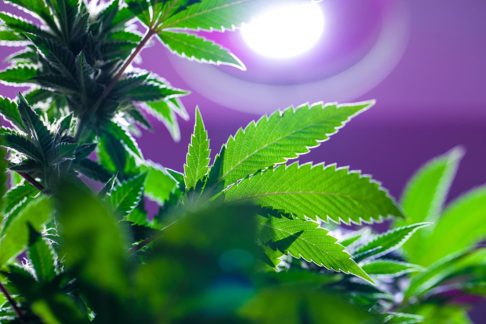 cannabis grown under purple LEDS