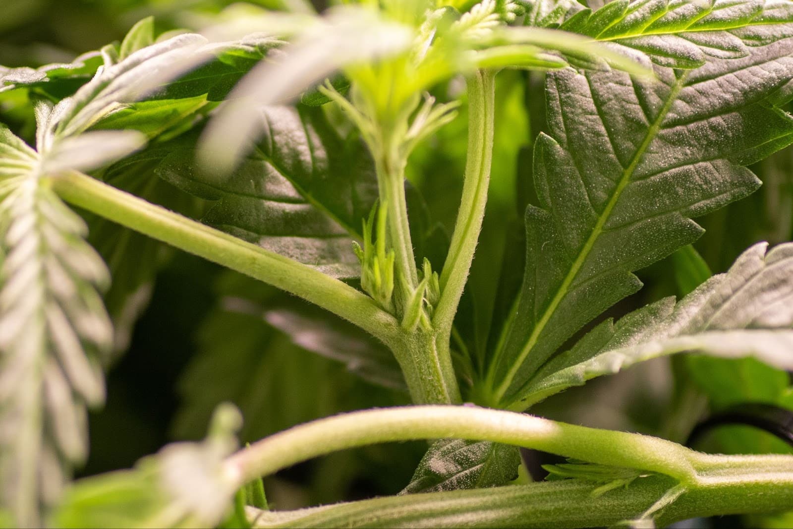 Female cannabis pre-flowers visible where branches meet the stem. (Grown from feminized seeds)