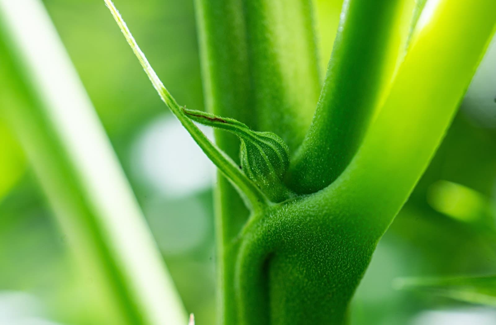 male plant showing round pre-flowers or balls at the internodal joint