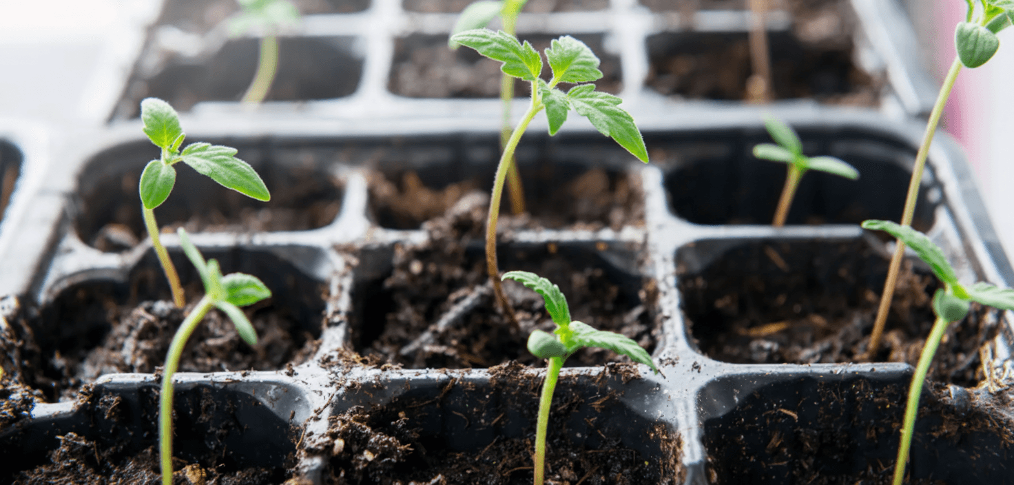 Young plants under the best VPD for seedling.