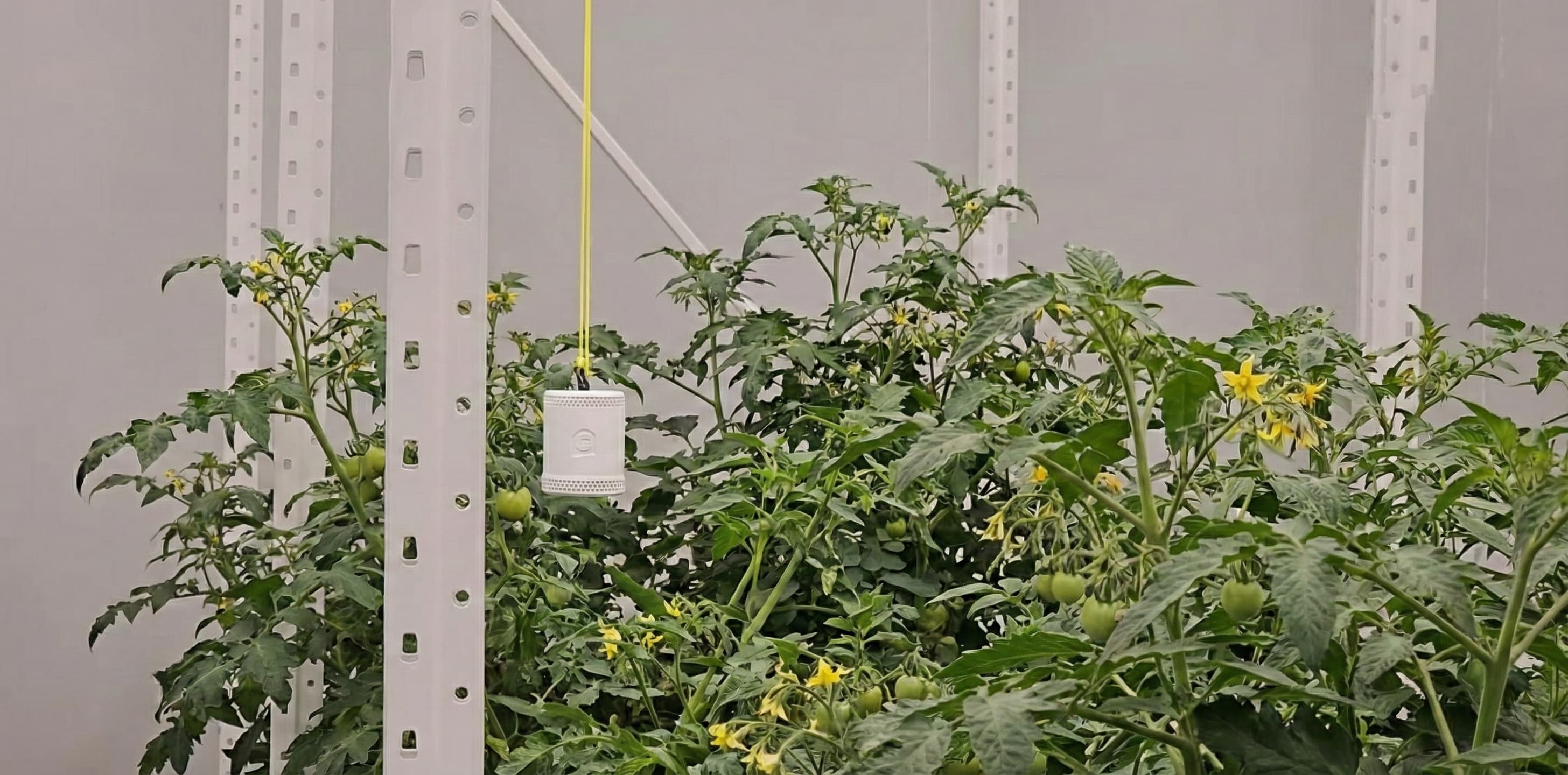 The Grow Sensor PRO measuring DLI