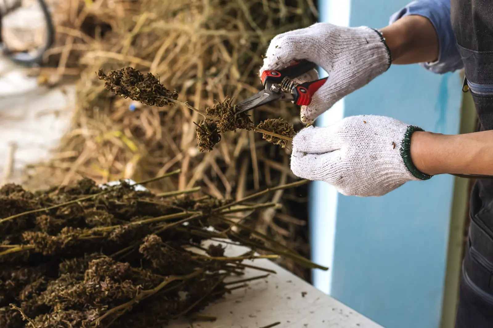 A grower trimming dry cannabis.