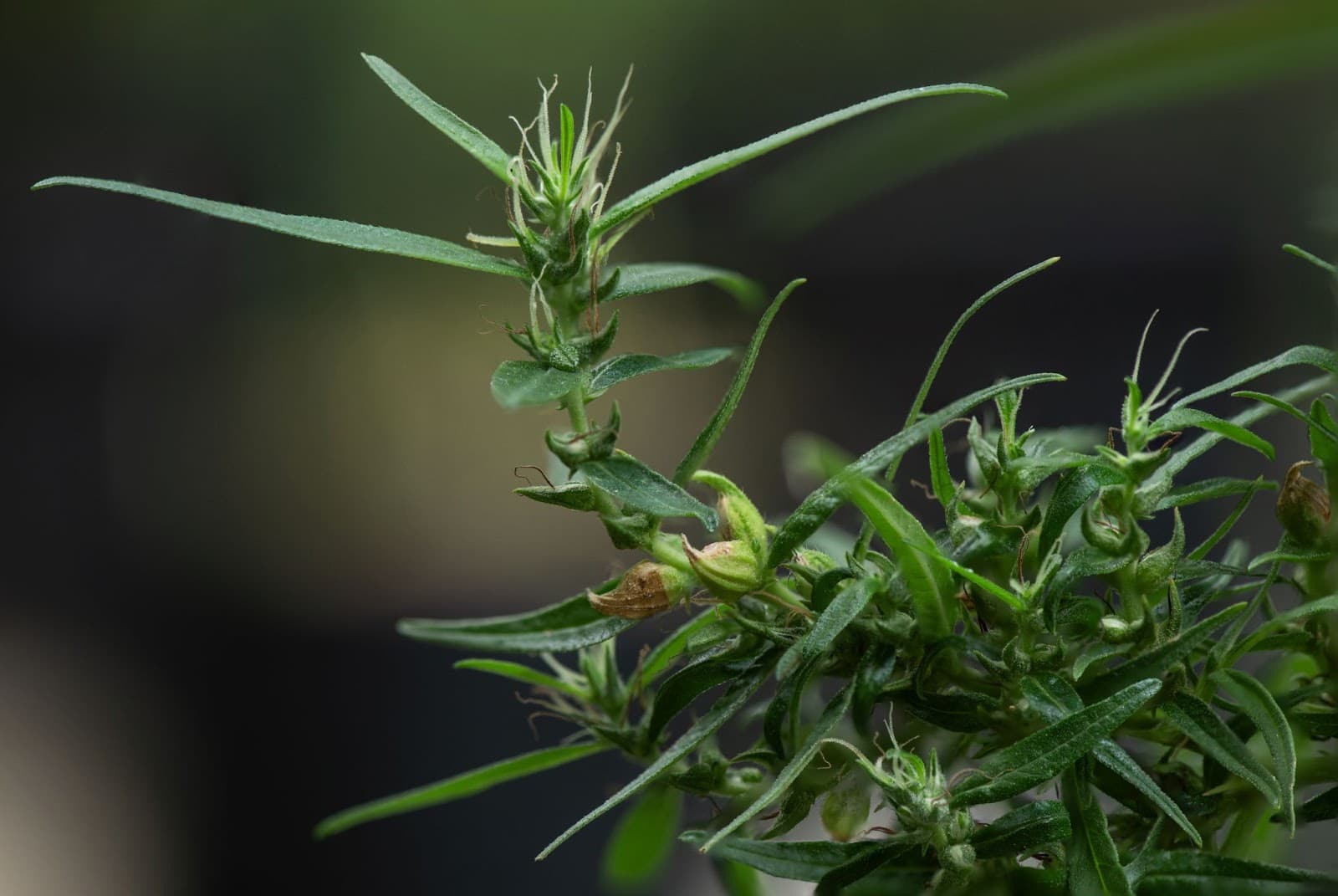 Unusual plant development when growing cannabis - often due to poor cultivation techniques. Looks like both a female and male cannabis plant