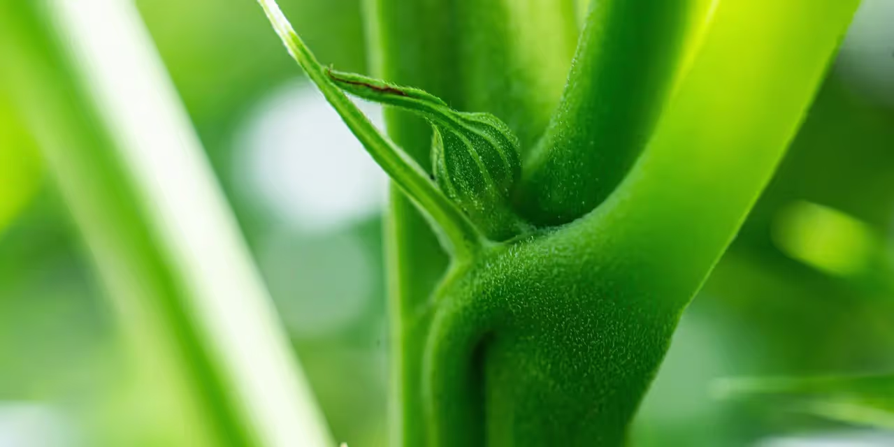 A close up of early signs of male plant in a cannabis grow room.