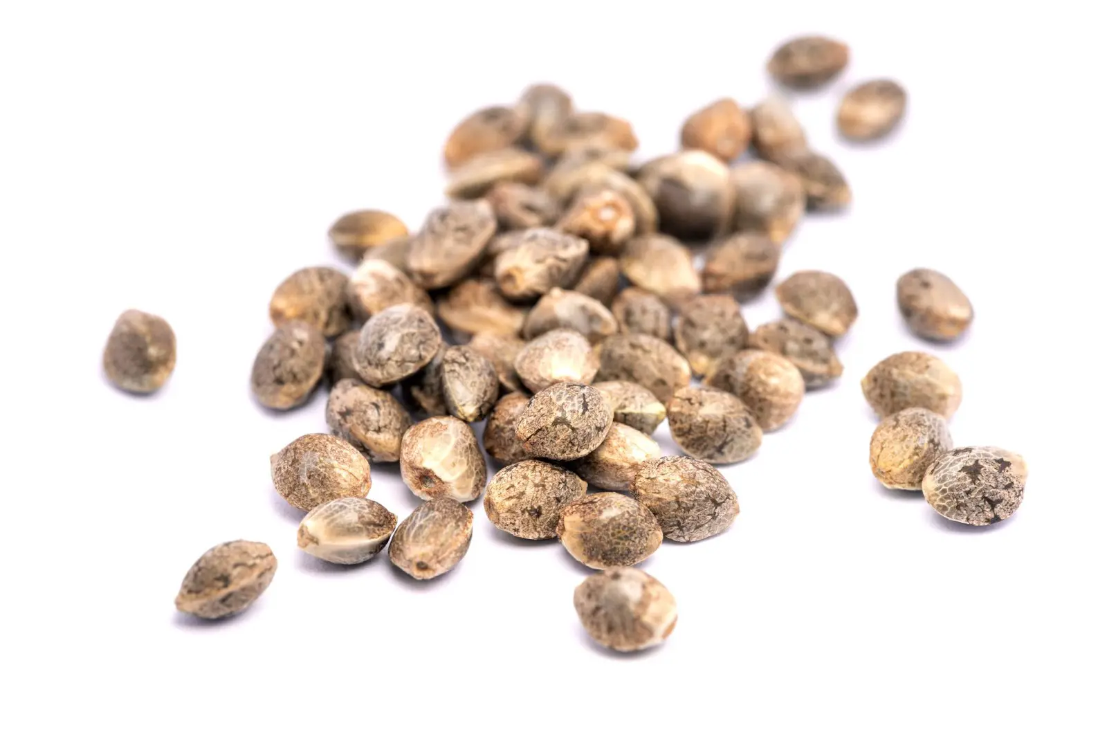 A collection of cannabis seeds