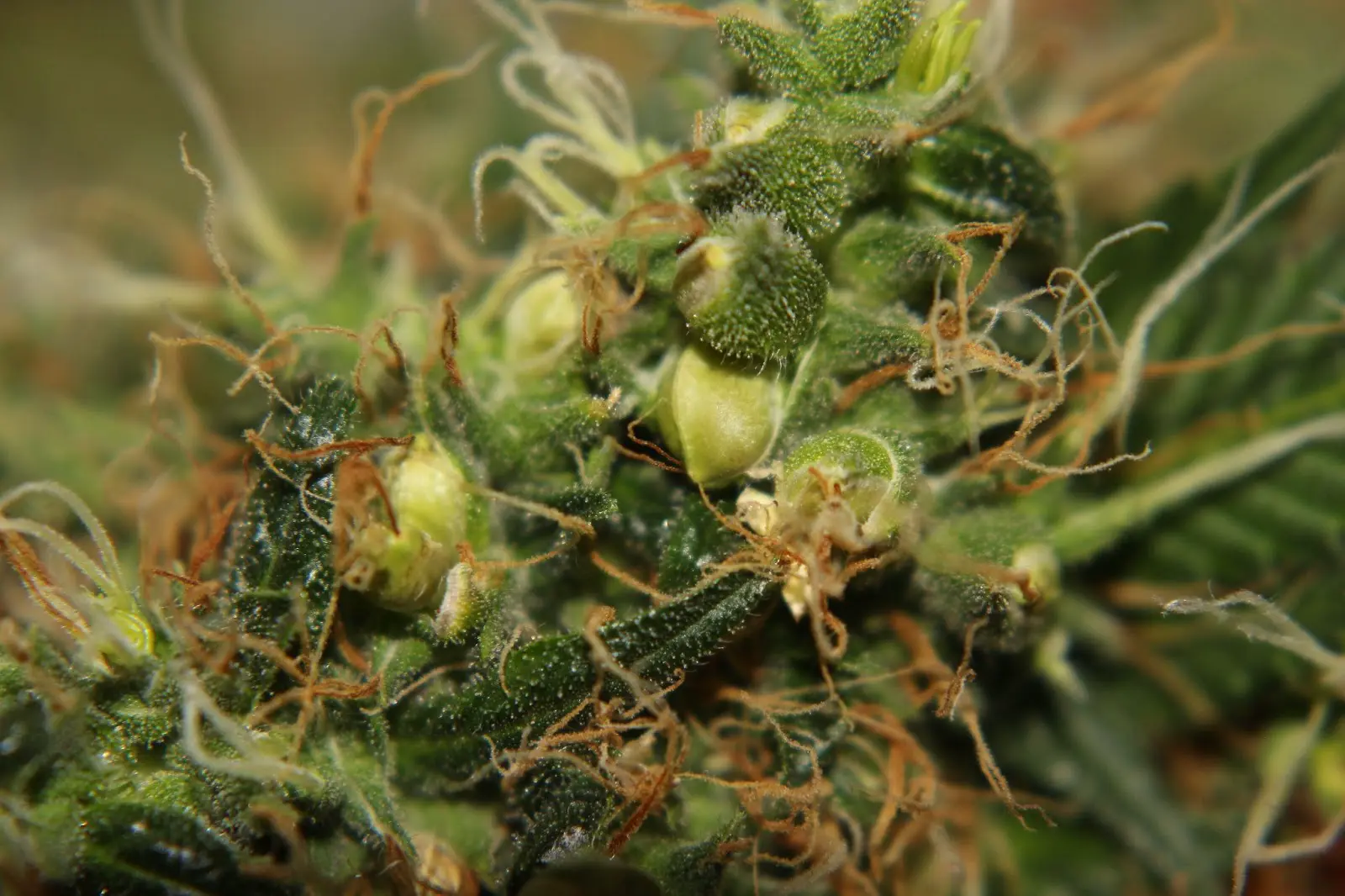 A female cannabis flower full of seeds