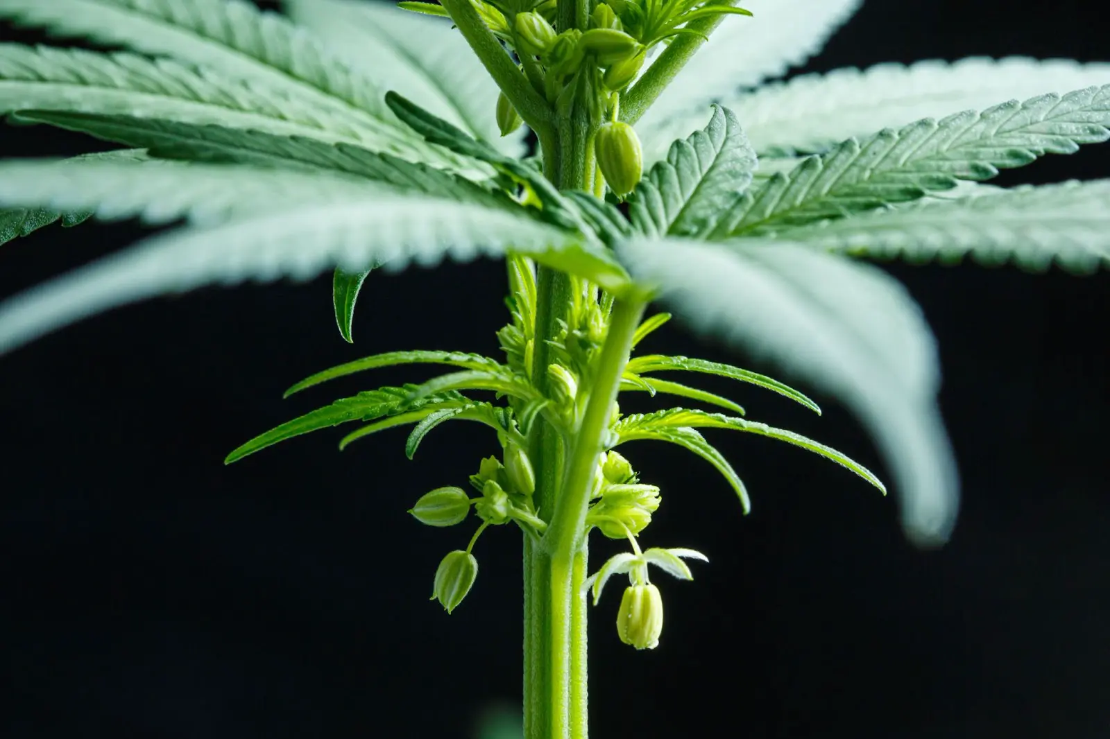 Male cannabis plants in a grow room.