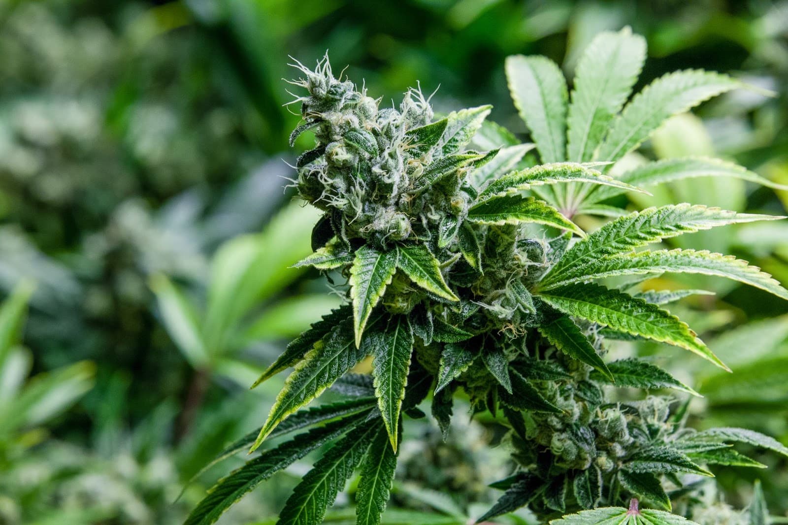 flowering marijuana plant