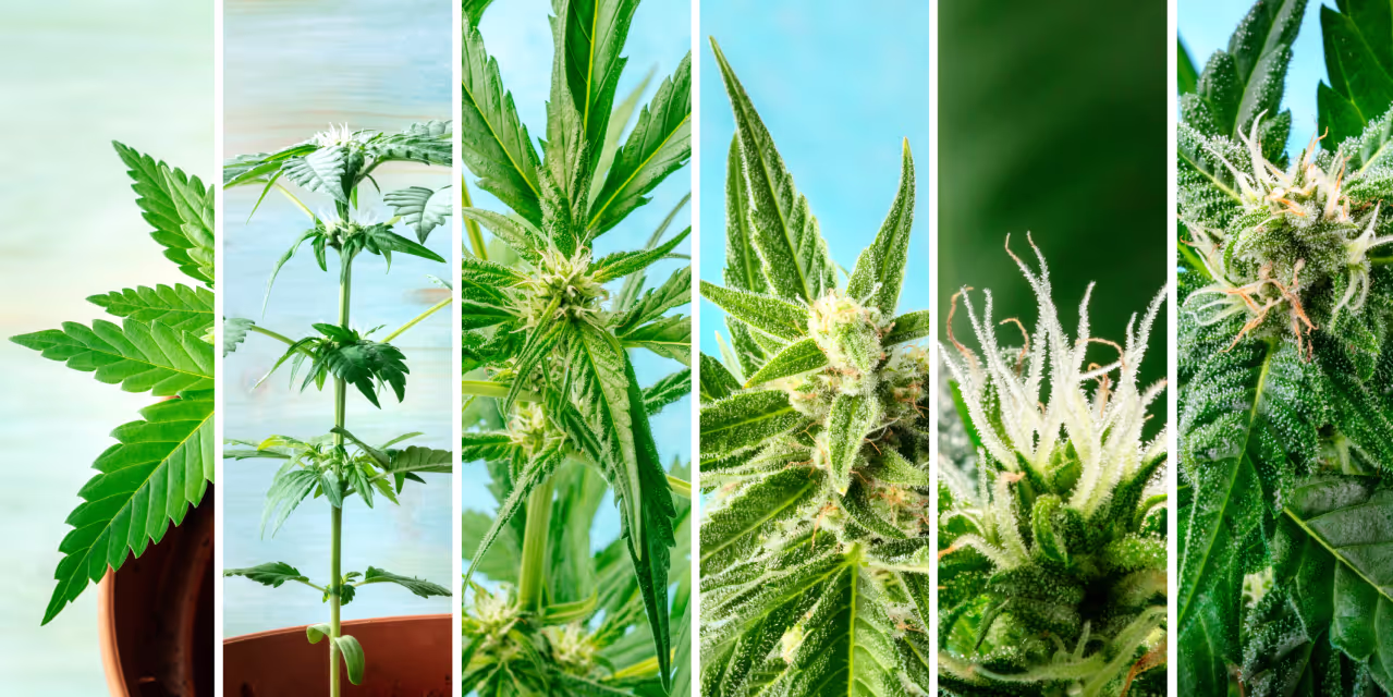Lifecycle of a female cannabis plant - collage of photos showing the different cannabis growth stages Hero
