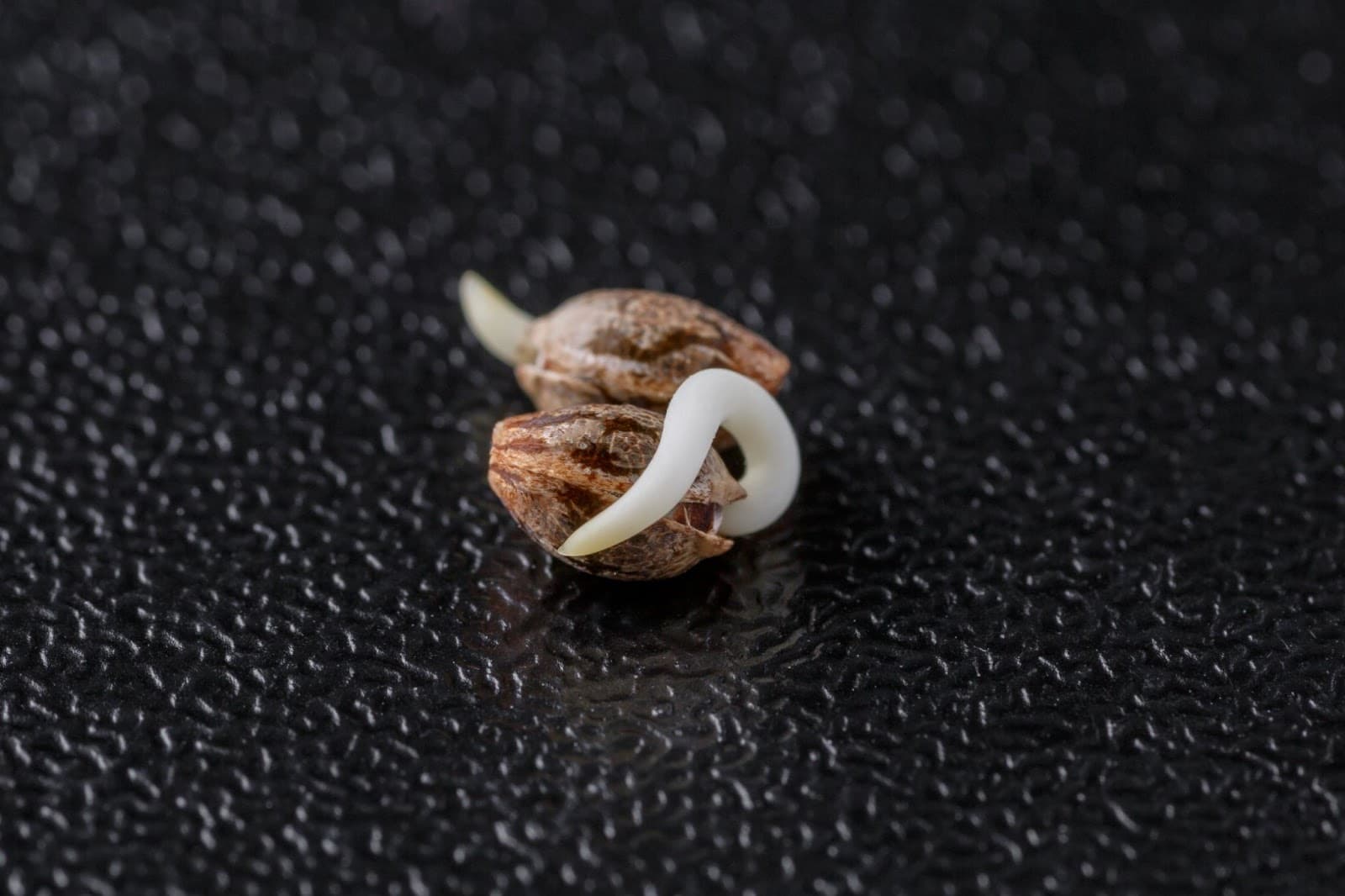 A germinating seed - the initial phase of growth