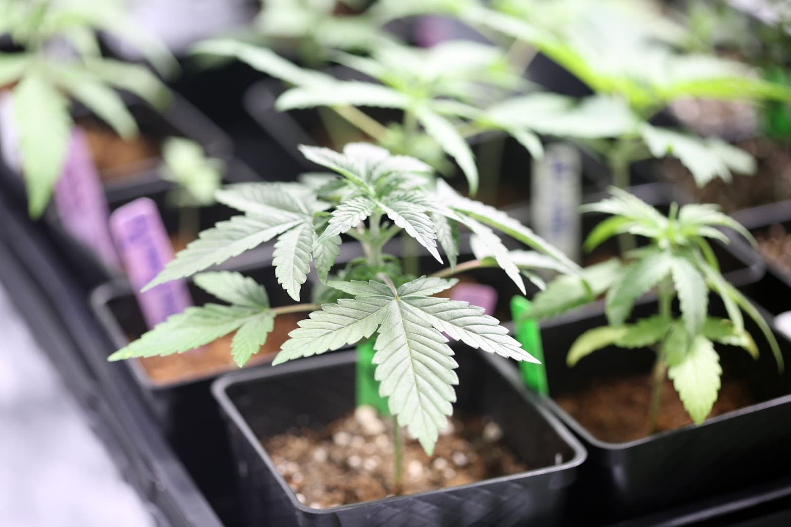 Grower cultivating cannabis indoors