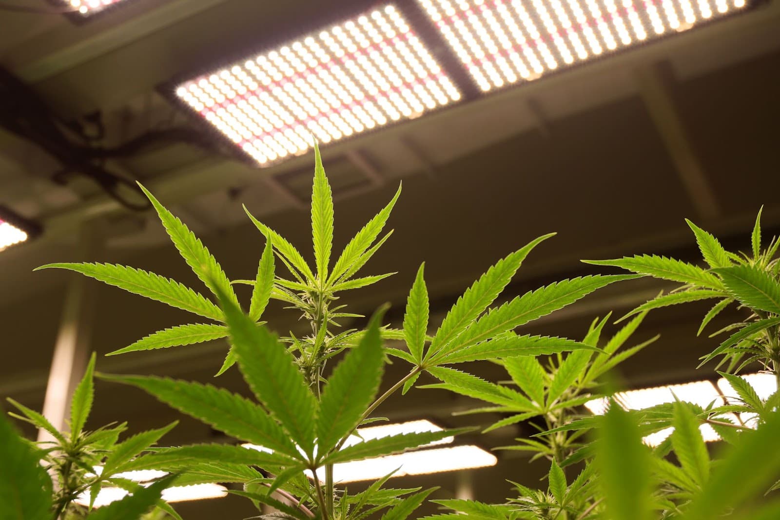 Female plants with the ability to produce buds, in the pre flowering stage