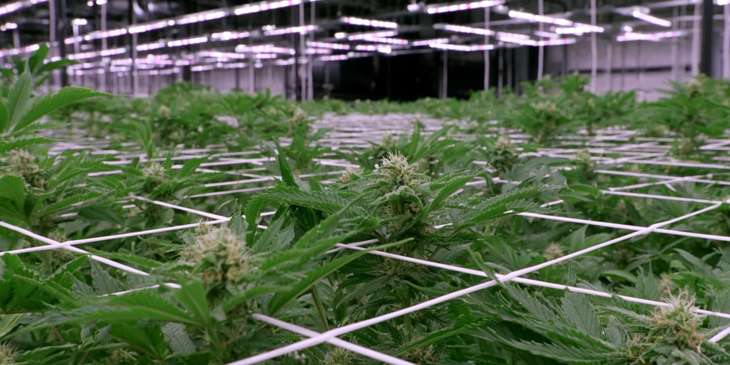 Flowering cannabis canopy under white trellis netting in an indoor grow room, rows of LED fixtures overhead