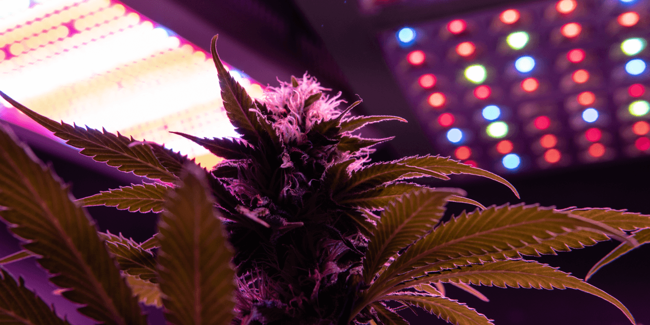 LED cannabis lighting, better energy efficiency than HPS grow lights Thumb