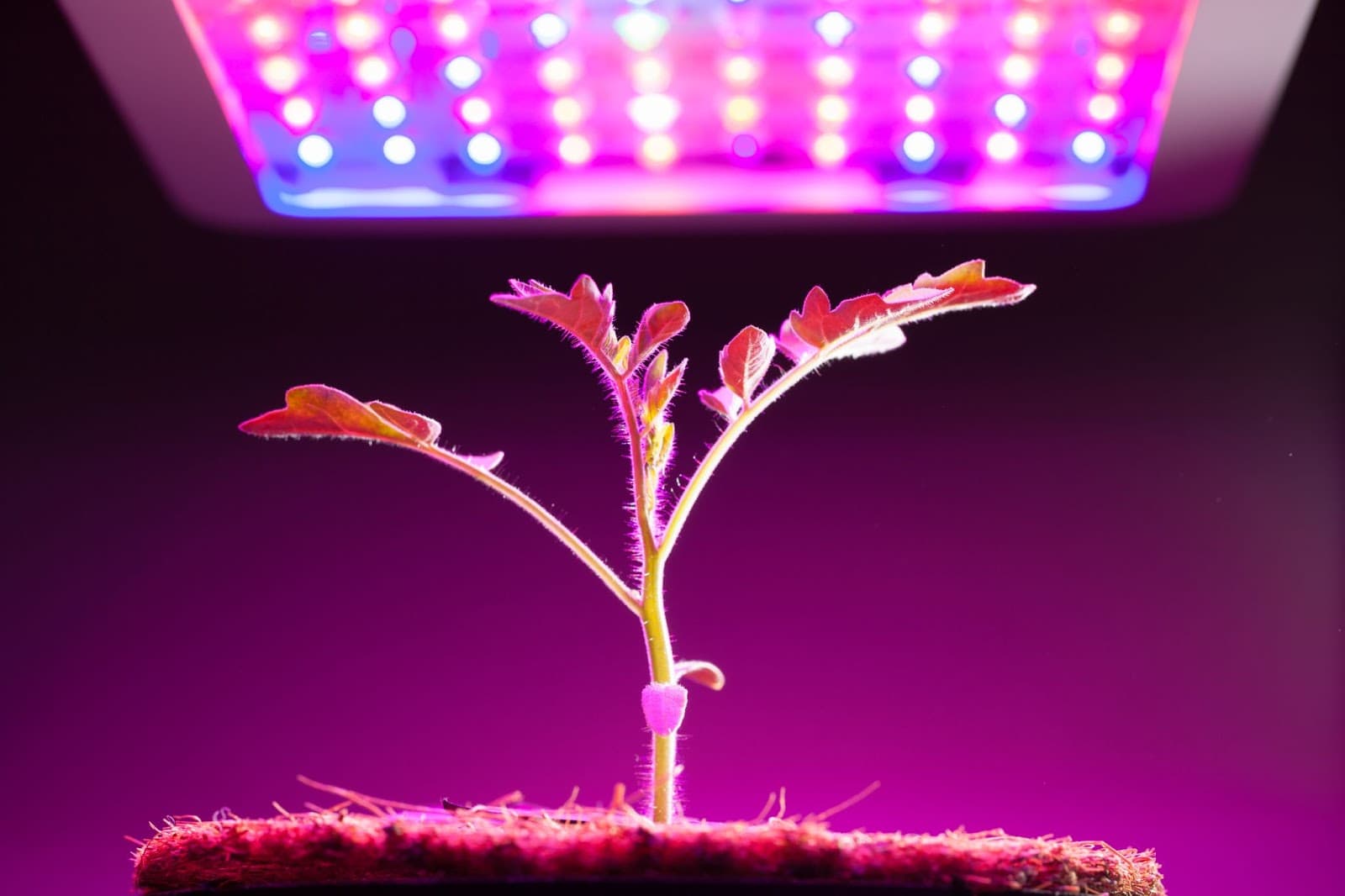 Growing marijuana under low energy lighting can save money