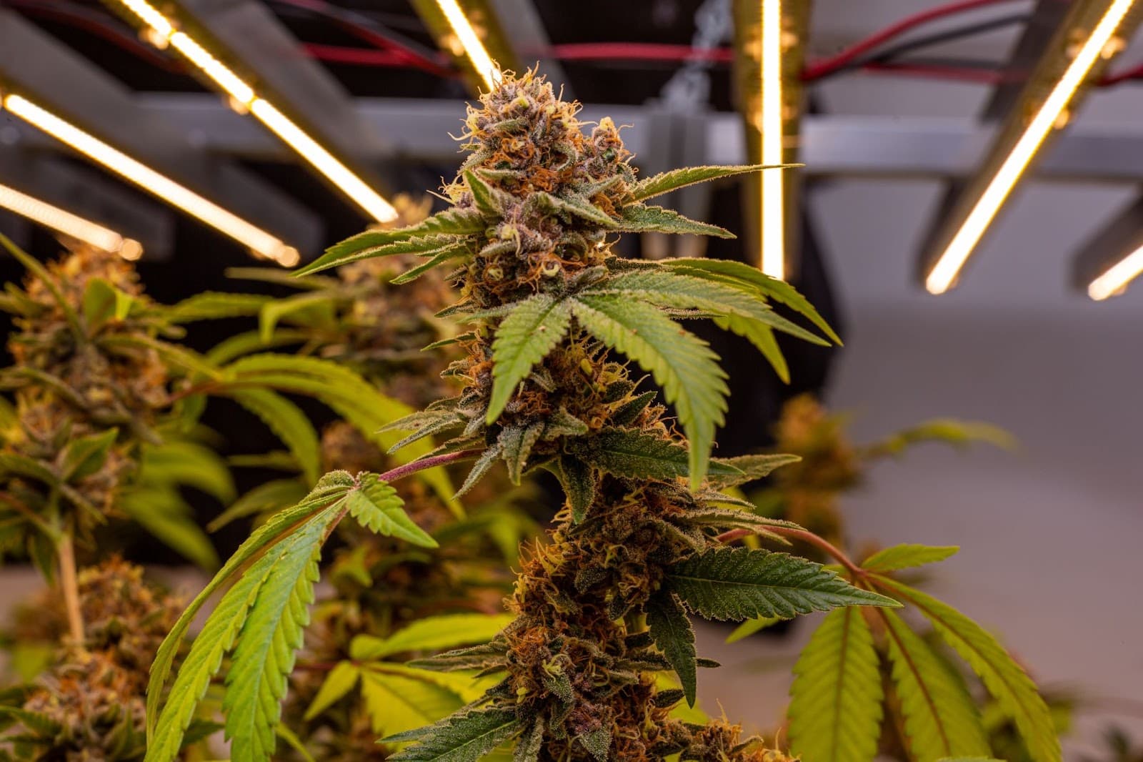 flowering cannabis plant under LED cannabis grow lights