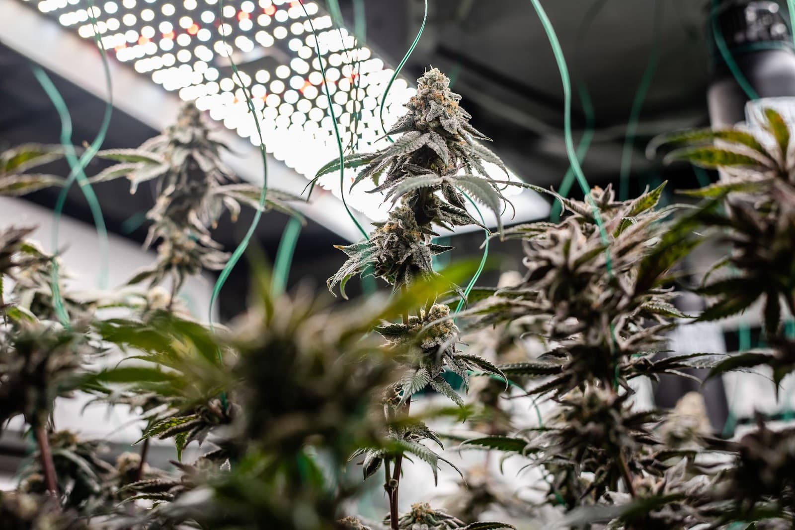 Growing weed under white light LEDs
