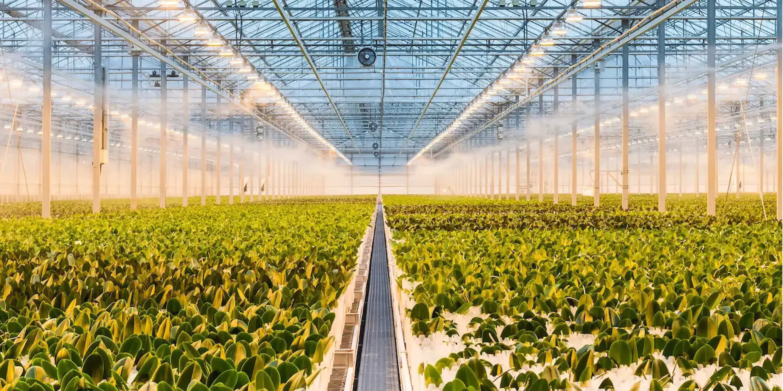 An inside view of a large commercial greenhouse