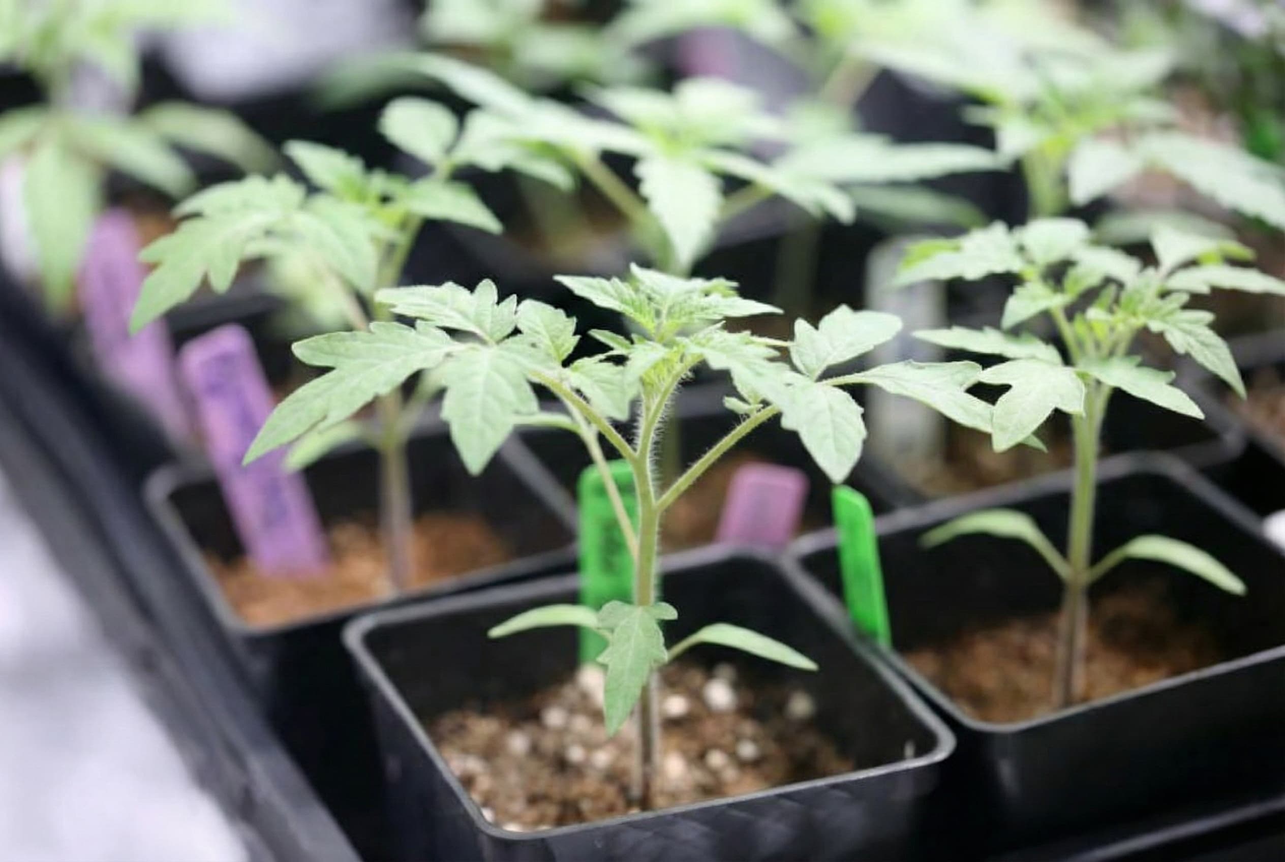 Vegetative tomato plants
