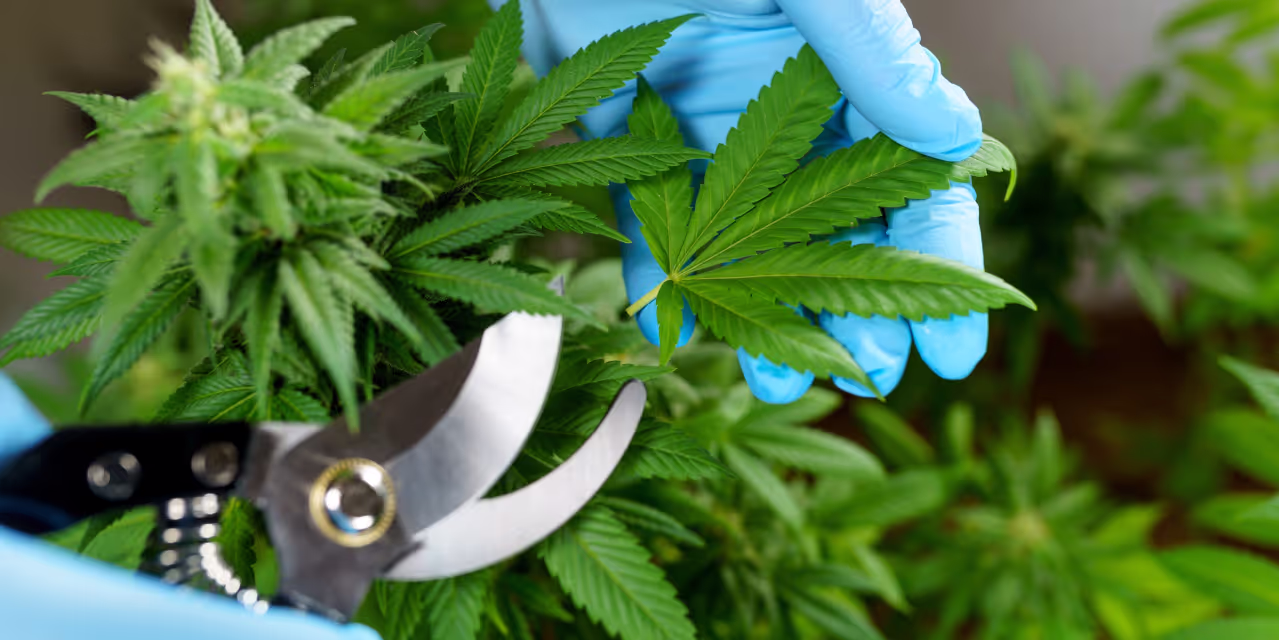 commercial cannabis grower using shears to defoliate a cannabis plant Hero