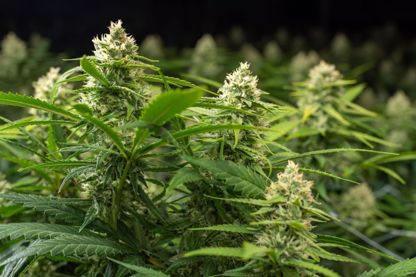 Cannabis grown indoors in flower