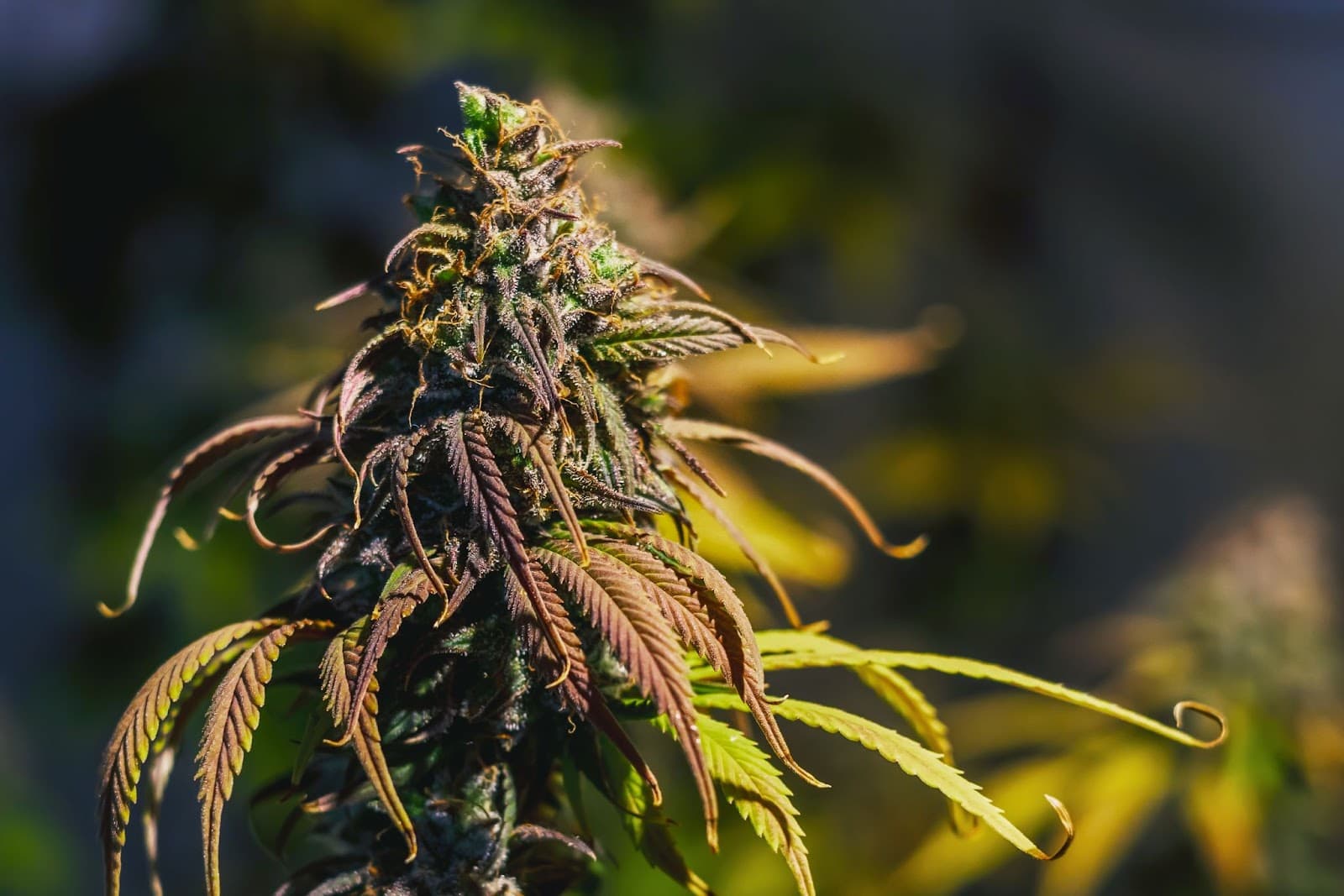 Dense sticky buds on a plant defoliated in veg