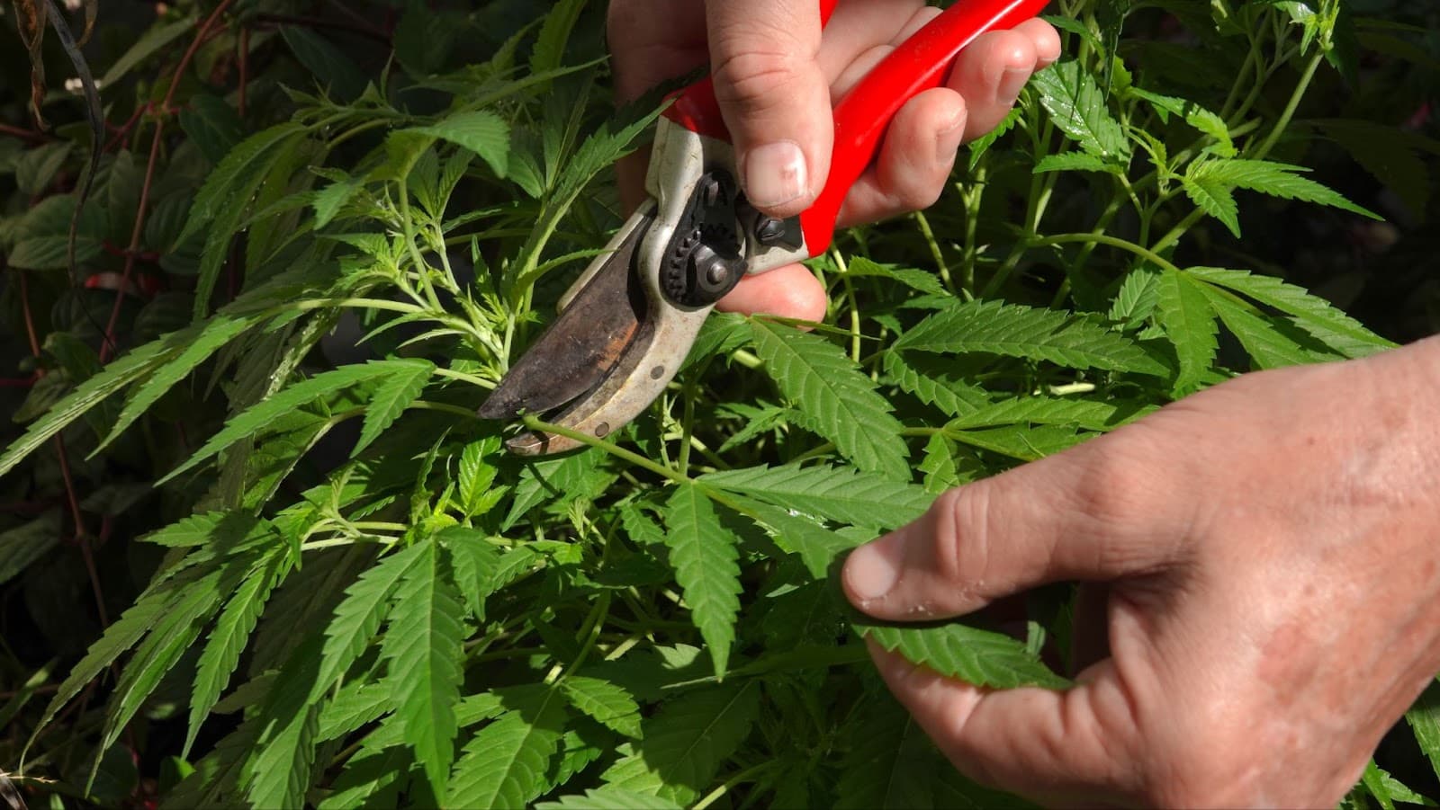 Removing leaves with red secateurs
