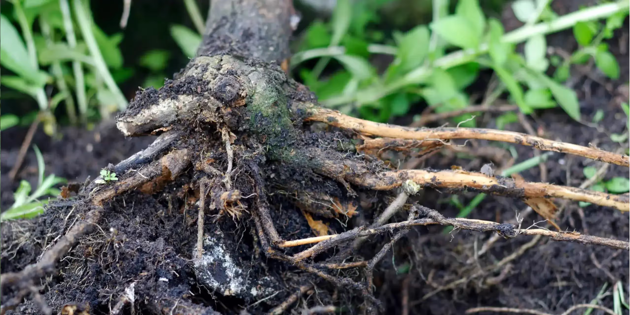 Evidence of root rot damage to the base of a plant suffering from root rot.