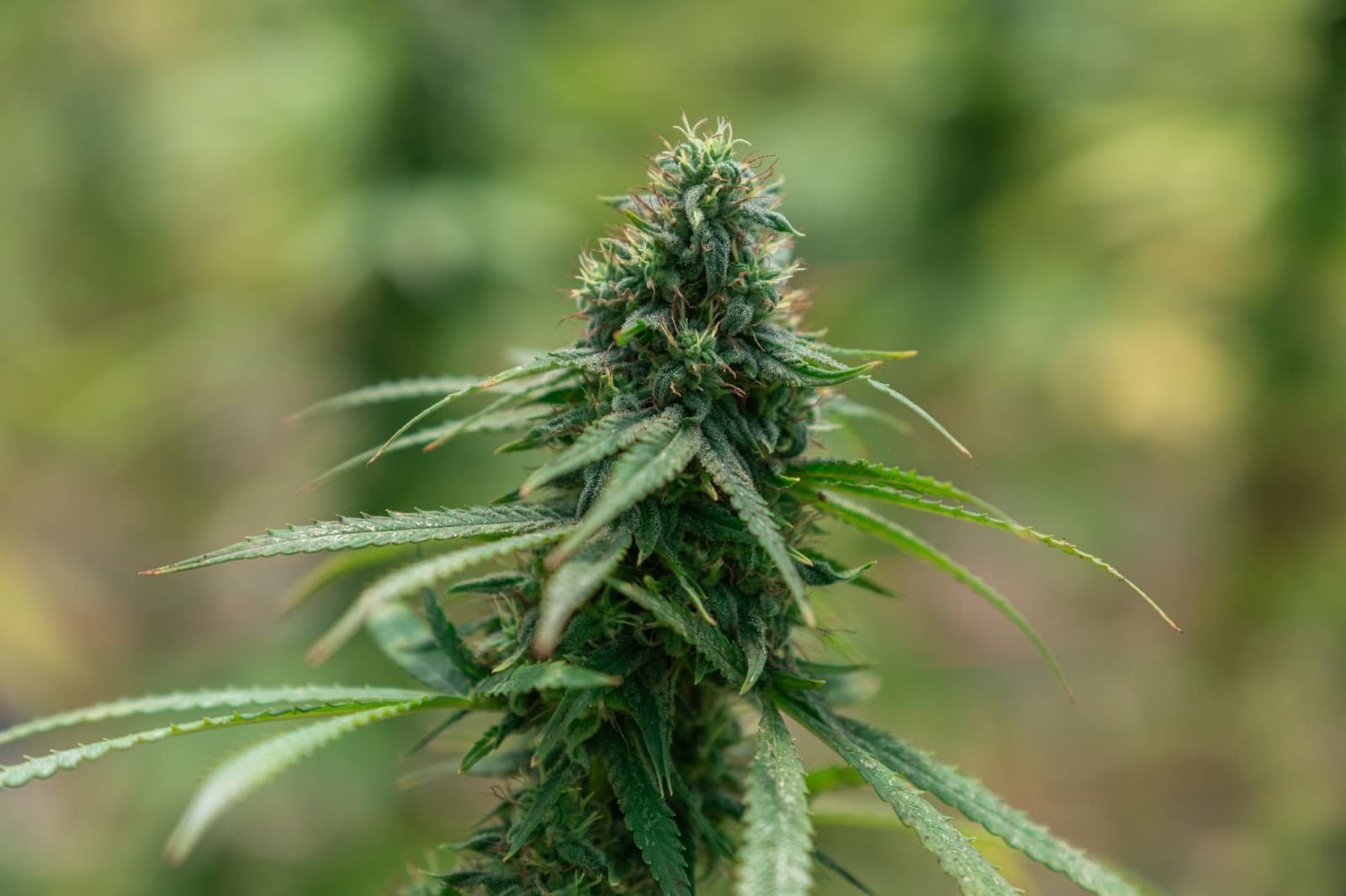 cannabis cola