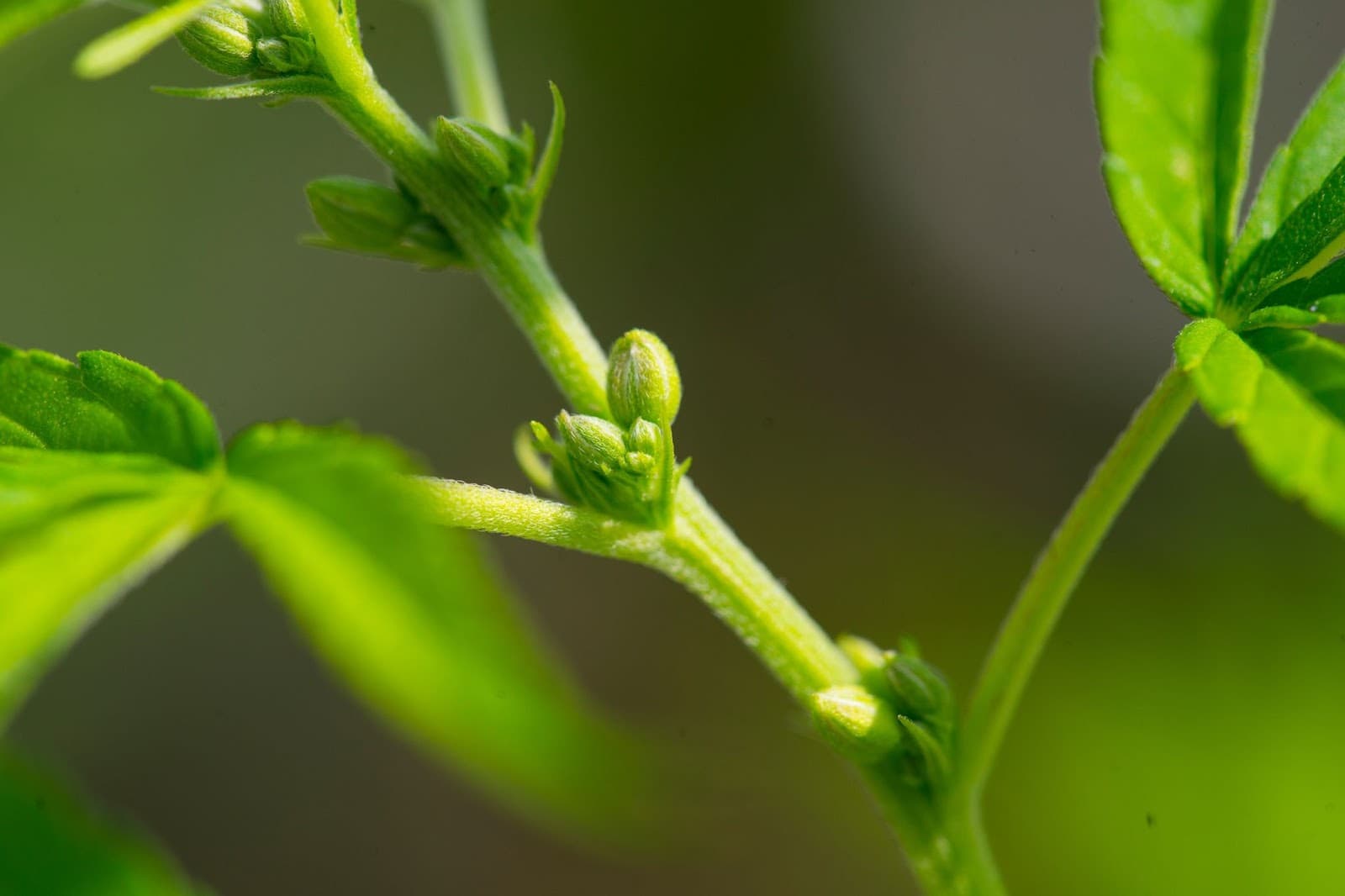 pre-flowers