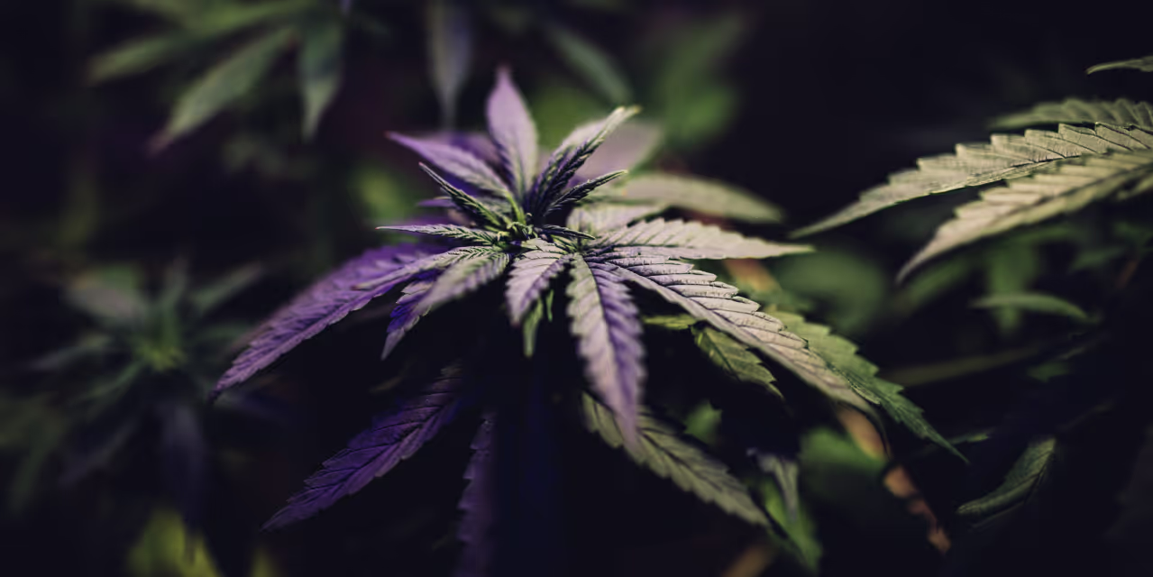 medical cannabis under purple light hero