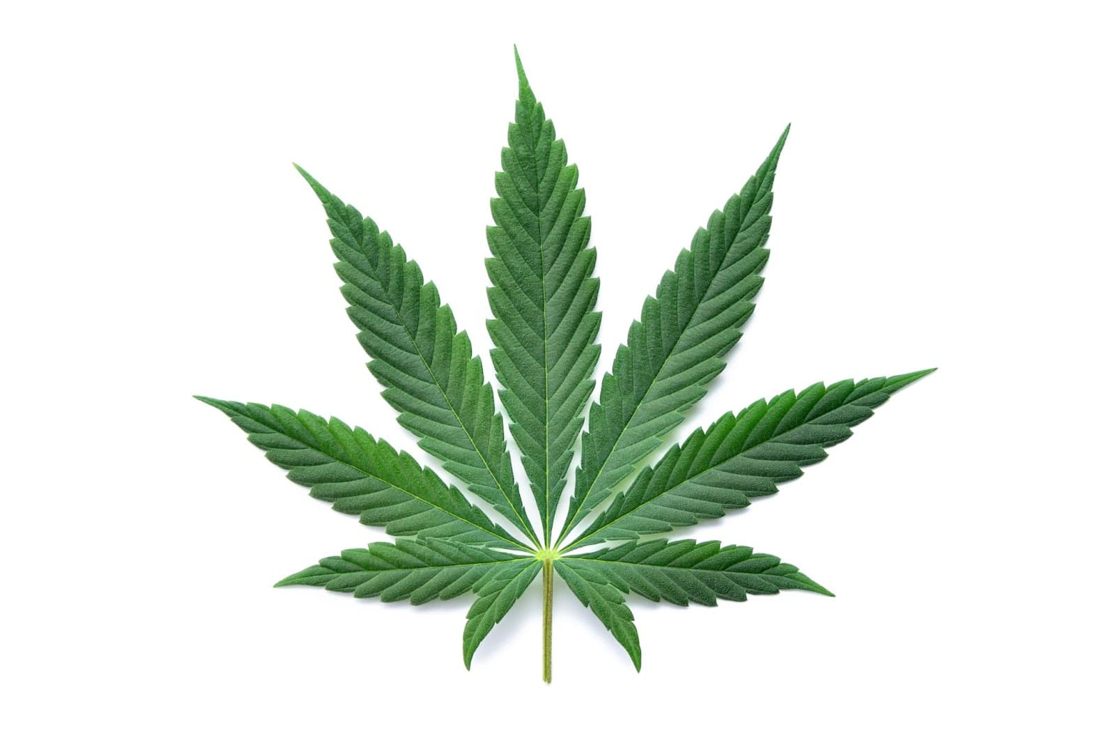 Indica leaf
