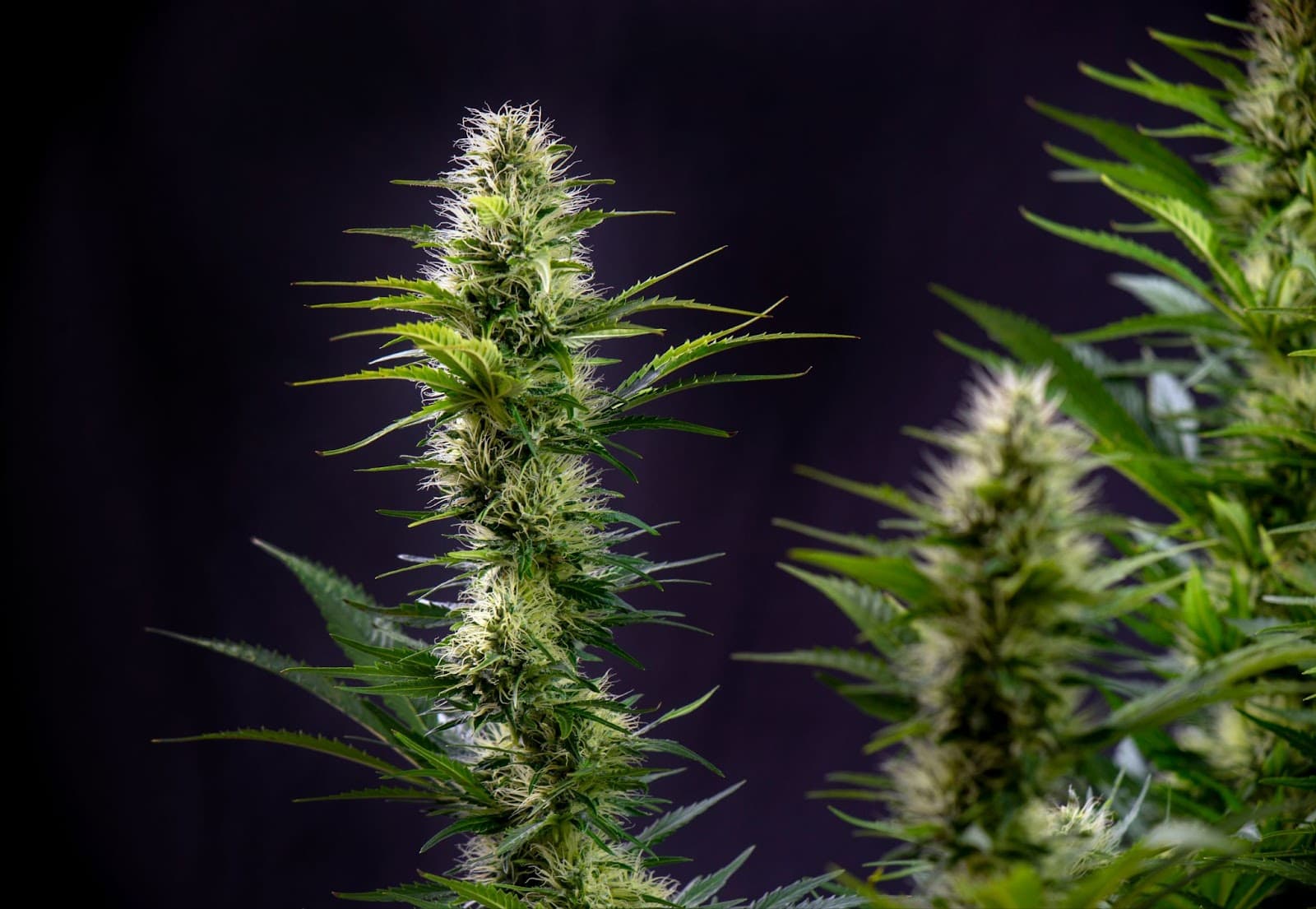 Photo of a sativa plant in flower