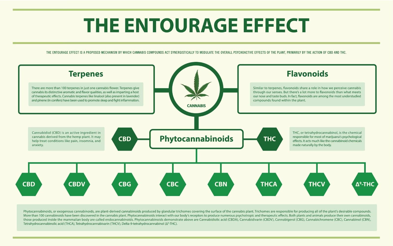 Infographic illustrating the entourage effect and different weed strains