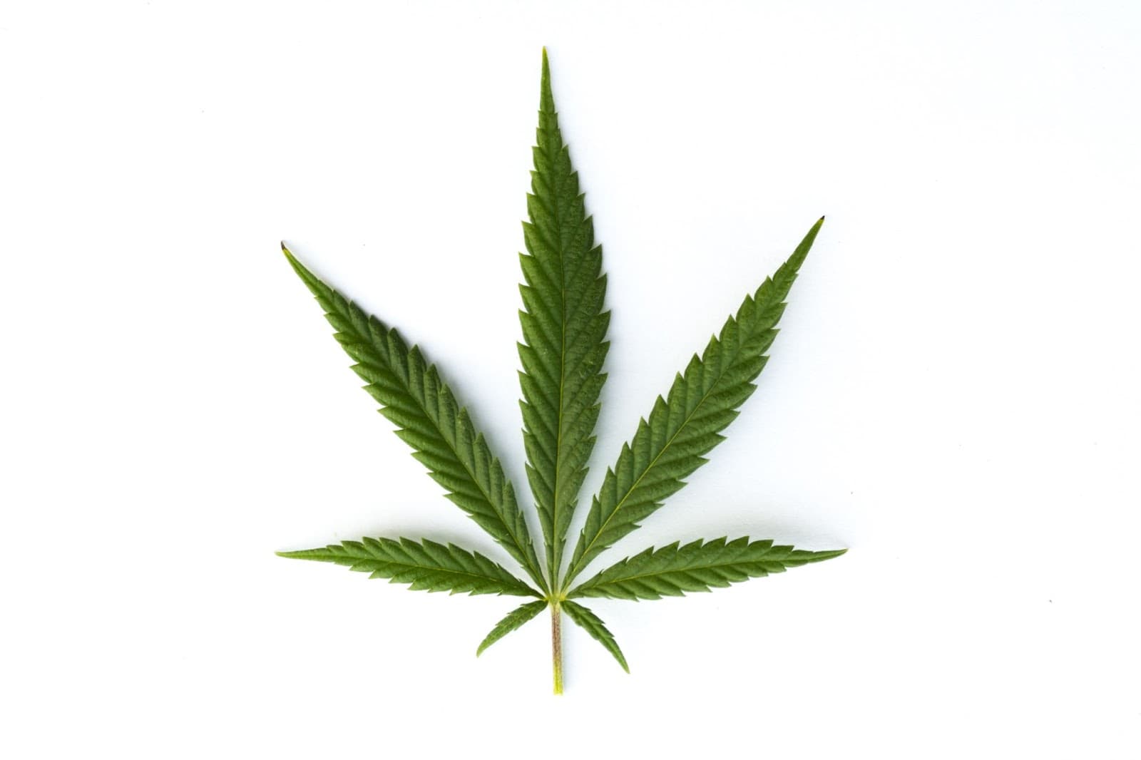 Sativa leaf