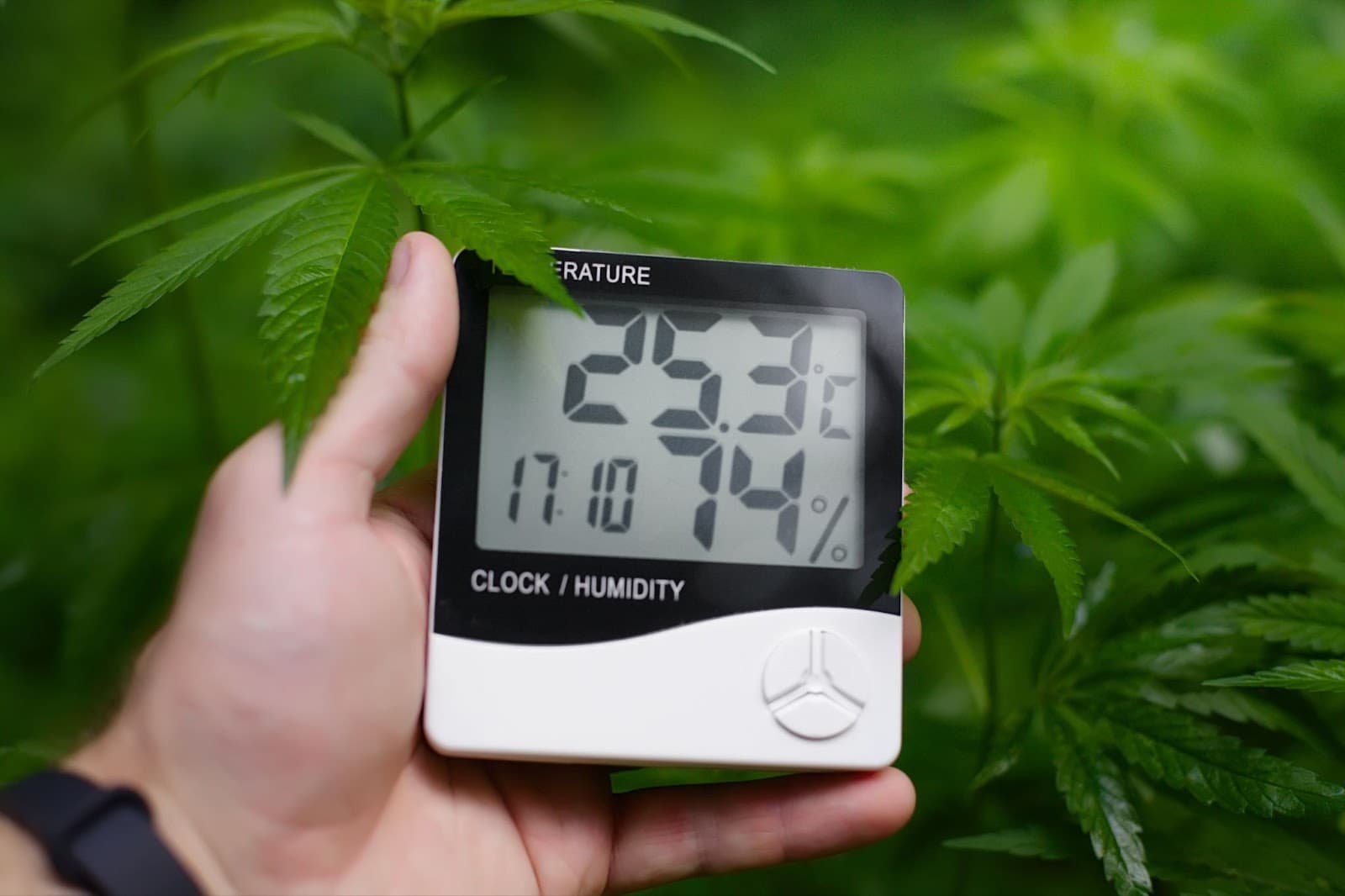 Grower monitoring environmental conditions in a medical cannabis facility