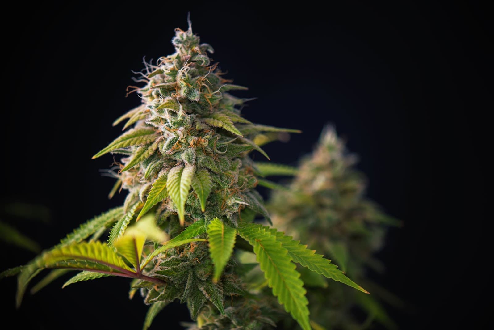 Photo of an indica plant in flower