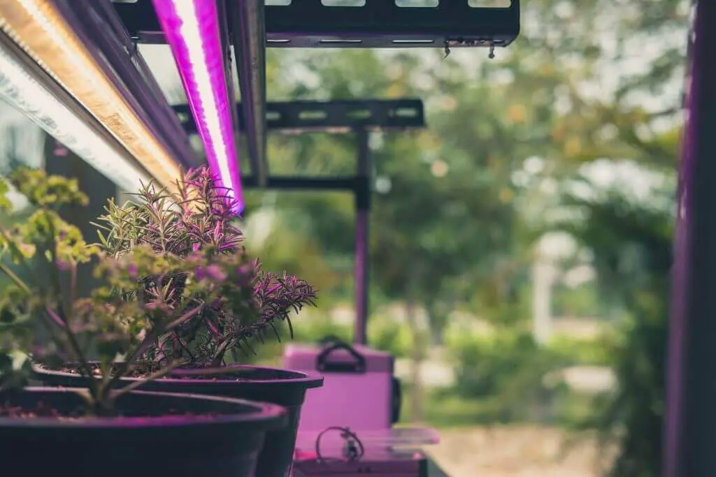 Plants evolved to grow in higher concentrations of CO2.