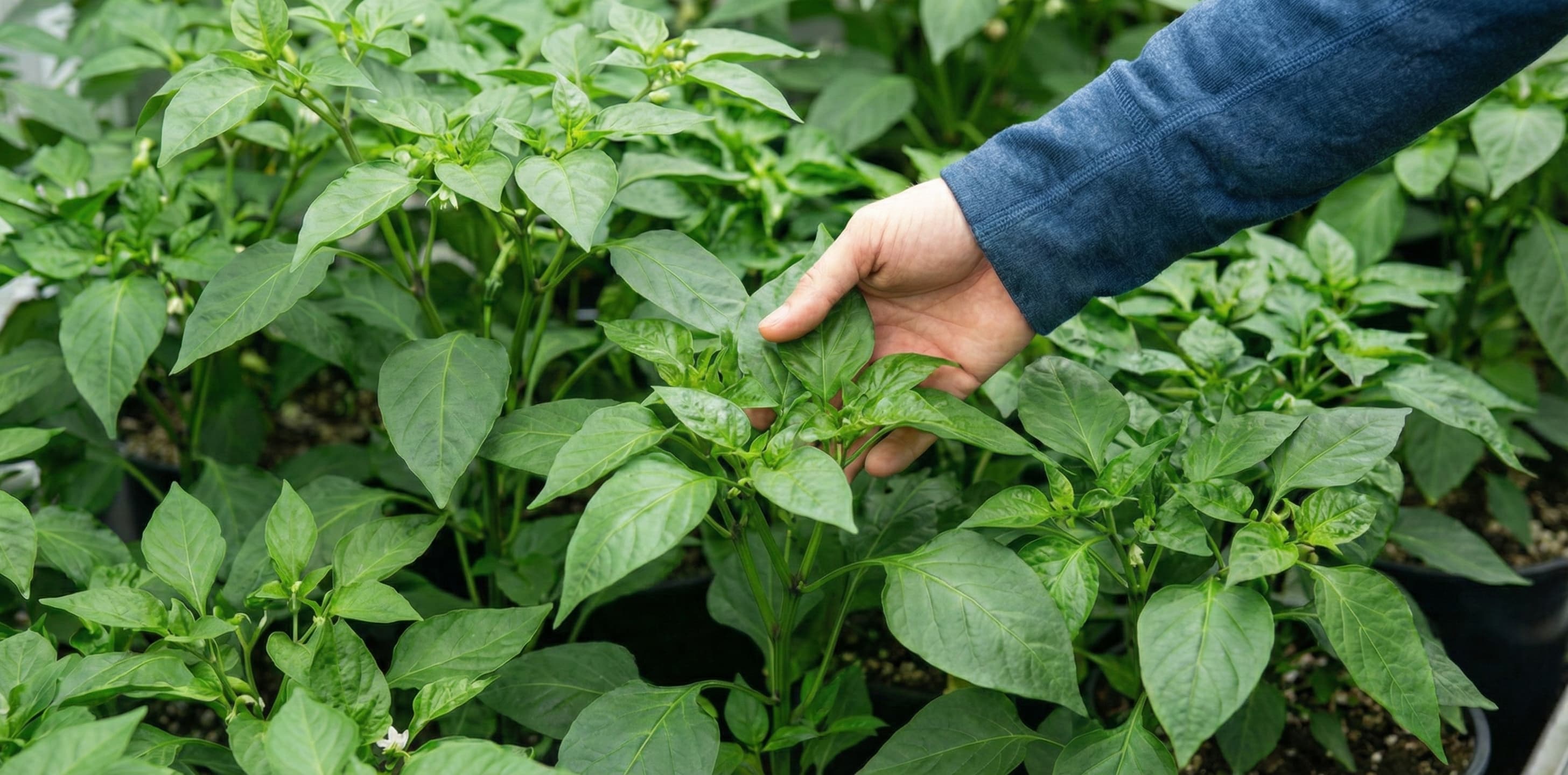 Pepper plant grown with ideal grow room temp with CO2 thumb.jpeg