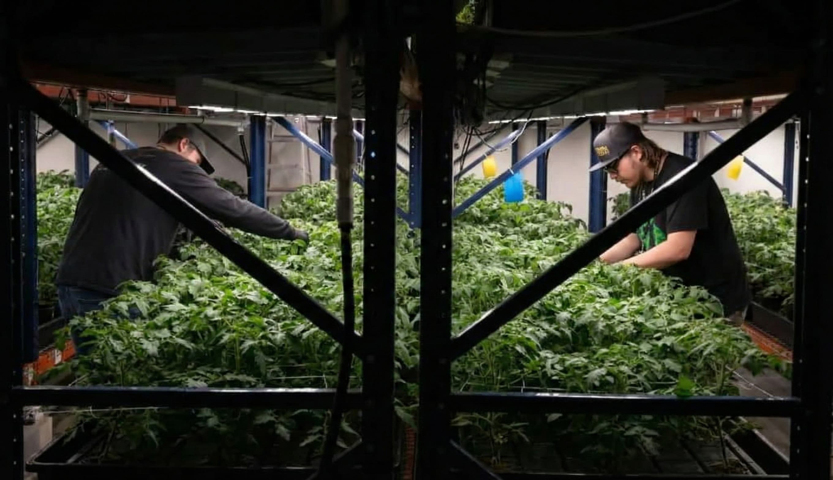 ideal grow room temp with CO2 depends on a number of things very specific to your grow